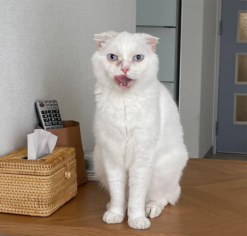 https://www.koti-kissa.com/hubfs/home/39-min.jpg